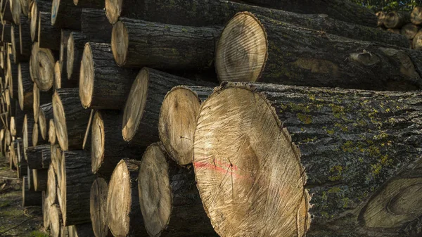 Свалили древесину. Эксплуатация деревьев — стоковое фото