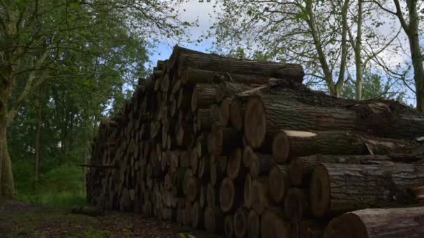 Avverkad Timmer Staplas Upp Exploatering Träd Skogsbruk — Stockvideo