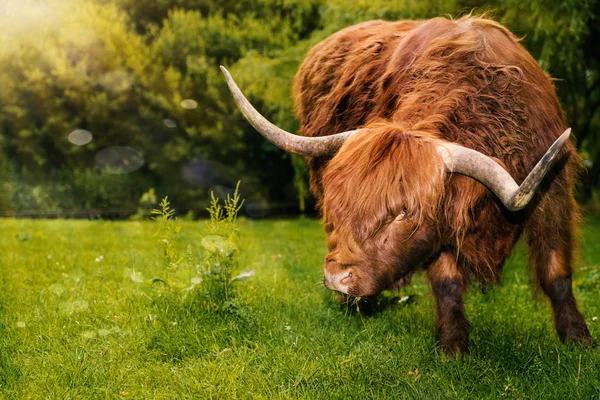 Scottish Highland Cow grazing on grass in Scotland