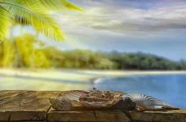 Mavi denize karşı masada güzel Seashells