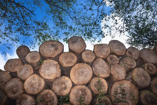 Logstakke. Udnyttelse af skovtræer - Stock-foto