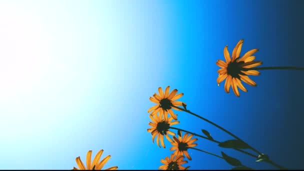 Escena Verano Una Flor Margarita Florecerá Jardín Bajo Cielo Azul — Vídeos de Stock