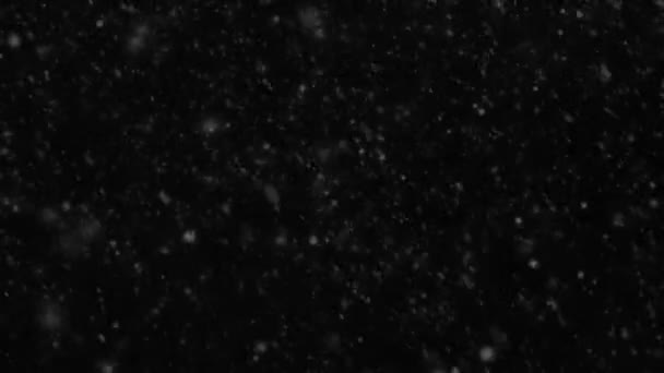 Animación Movimiento Alta Calidad Cayendo Copos Nieve Sobre Fondo Negro — Vídeos de Stock