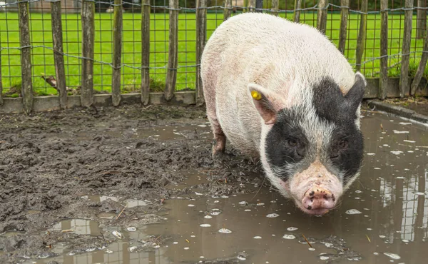 Pig in a dirty puddle — Stock Photo, Image