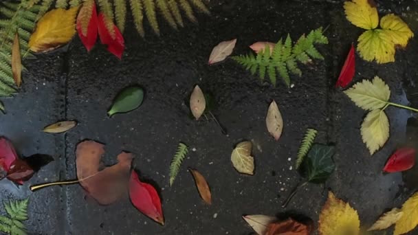 Regentropfen Fallen Auf Bunte Herbstblätter Wetterkonzept — Stockvideo