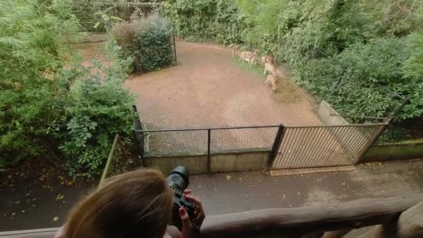 女の子の写真家は動物園で動物の写真を撮る — ストック動画