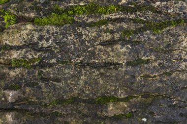 Texture of wild stone. Green moss with dirt on stone