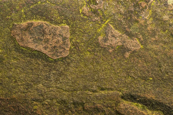 Texture of wild stone. Green moss with dirt on stone — ストック写真