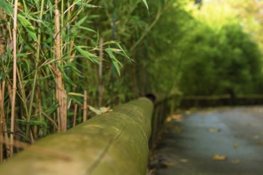 Sonbahar parkında bambu sapları