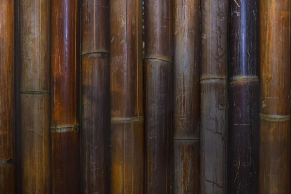 Bambus-Regenwald. Bambuspflanze. Bambusbäume in Holz — Stockfoto