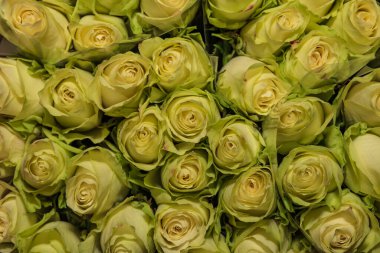 Beyaz çiçekler güzel gül. Arka plan olarak güzel beyaz güller