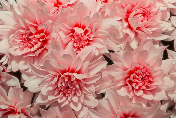 Prachtig Van Chrysant Roze Bloemen Als Achtergrond Close Van Roze — Stockfoto