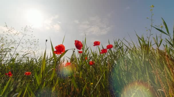 Field Green Grass Red Poppies Blue Sky — Stock Video