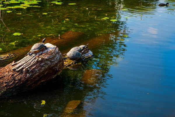Χελώνες Κόκκινα Αυτιά Που Απολαμβάνουν Και Κολυμπούν Στον Ήλιο — Φωτογραφία Αρχείου