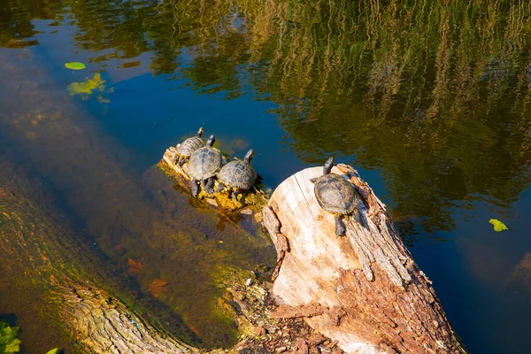 Kırmızı Kulaklı Kaplumbağalar Güneşleniyor Güneşin Altında Yüzüyorlar — Stok fotoğraf