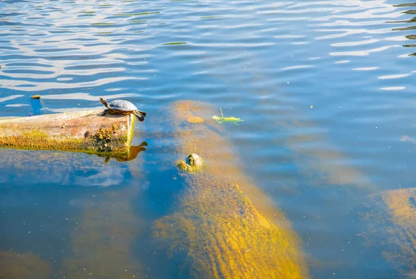 Tortugas Orejas Rojas Tomando Sol Nadando Sol —  Fotos de Stock