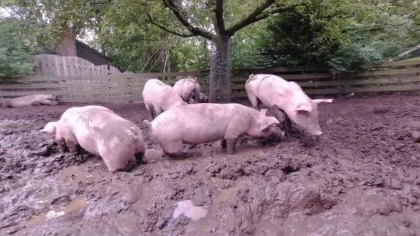 Varkensboerderij Varkensvlees Graaft Het Modder Varkens Buiten Vuil Landbouwveld Concept — Stockvideo