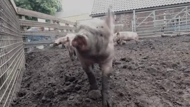 Свиняча Ферма Свиня Копає Бруді Свині Відкритому Повітрі Брудному Полі — стокове відео