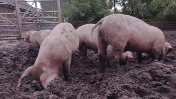 Varkensboerderij Varkensvlees Graaft Het Modder Varkens Buiten Vuil Landbouwveld Concept — Stockvideo