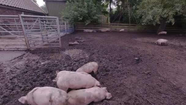 Domuz Çiftliği Domuz Çamuru Kazıyor Domuzlar Dışarıda Pis Çiftlik Alanında — Stok video