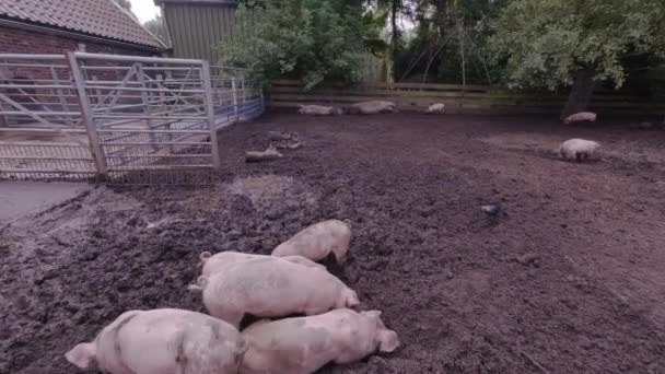 Granja Cerdos Cerdo Está Cavando Lodo Cerdos Aire Libre Campo — Vídeo de stock