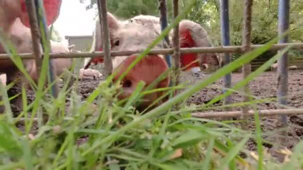 Granja Cerdos Cerdo Está Cavando Lodo Cerdos Aire Libre Campo — Vídeo de stock