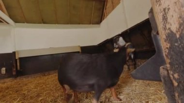 Çiftlik hayvanları. Keçi yavrusuyla yetişkin keçiler