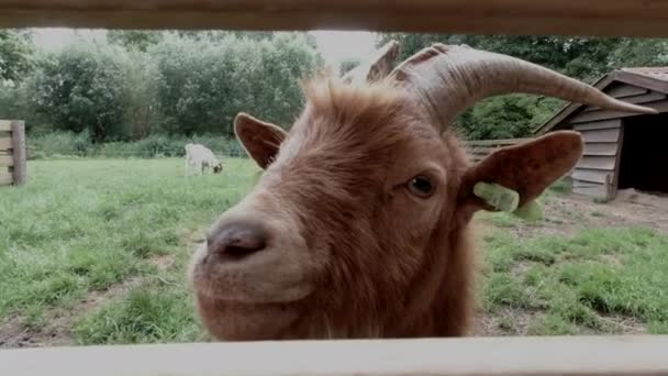 Gårdsdjur Vuxen Röd Get Med Horn — Stockvideo