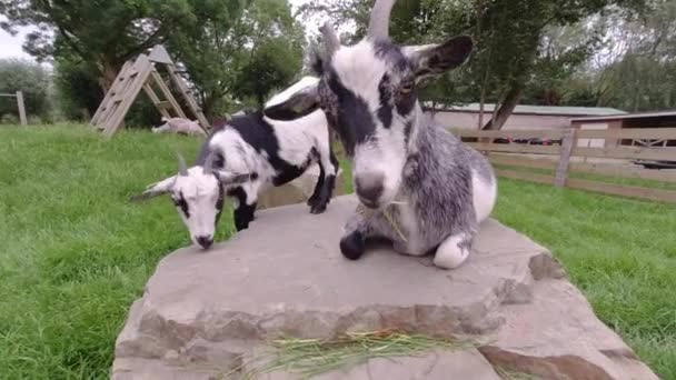 Nutztiere Ziegen Liegen Auf Felsen — Stockvideo