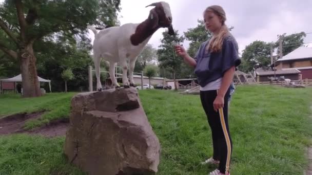  Happy children cares for a small goat in the animal farm