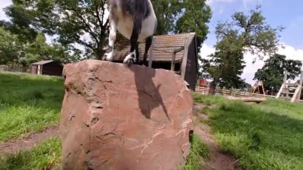 Farm Animals Goat State Rock — Stock Video