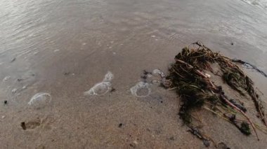  Dalgalar denizin kumlu sahillerinde akar. Yakın plan. Yüksek kalite 4K sancak.