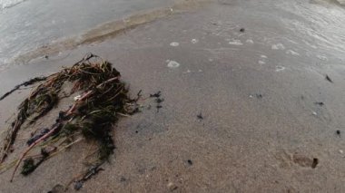  Dalgalar denizin kumlu sahillerinde akar. Yakın plan. Yüksek kalite 4K sancak.