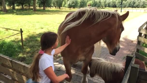 Χαριτωμένο Κορίτσι Που Χαϊδεύει Ένα Κεφάλι Αλόγου Ευαισθησία Και Φροντίδα — Αρχείο Βίντεο