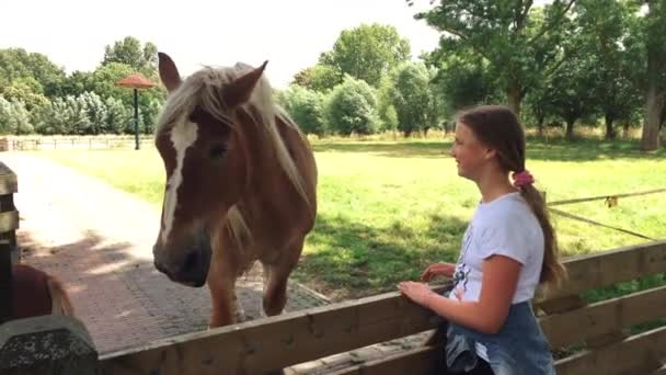 Słodka Dziewczyna Głaskająca Końską Głowę Koncepcja Czułości Opieki Nad Zwierzętami — Wideo stockowe
