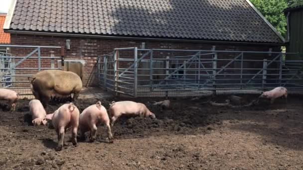 猪在泥里挖东西 猪在肮脏的农田里露宿 种植有机食品的概念 — 图库视频影像