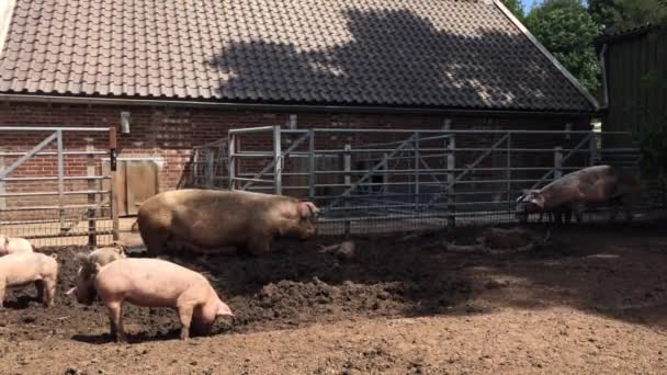 Quinta Porcos Porco Está Cavar Lama Porcos Livre Campo Fazenda — Vídeo de Stock