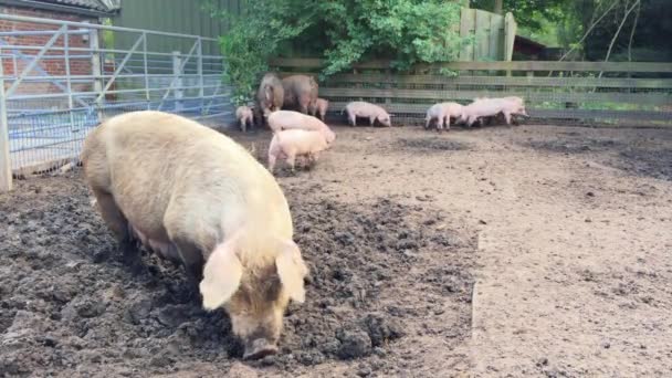 Ferme Porcine Cochon Creuse Dans Boue Porcs Extérieur Dans Champ — Video