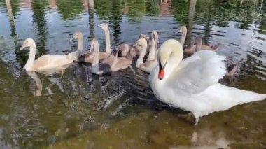 Bir kuğu ailesi gölette yüzer. Ördek otu suda yüzer