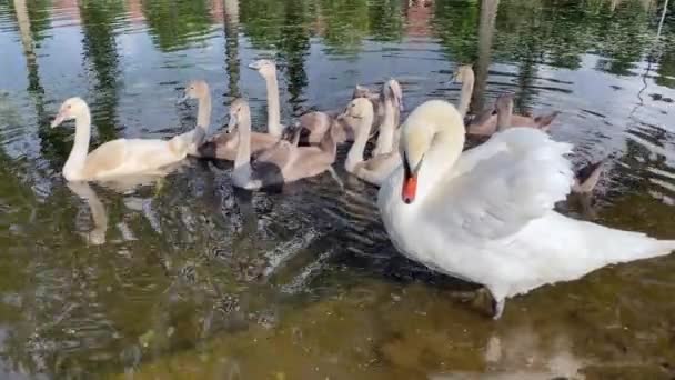 Rodzina Łabędzi Pływa Stawie Kaczor Unosi Się Wodzie — Wideo stockowe