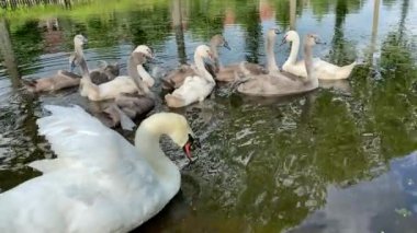 Bir kuğu ailesi gölette yüzer. Ördek otu suda yüzer