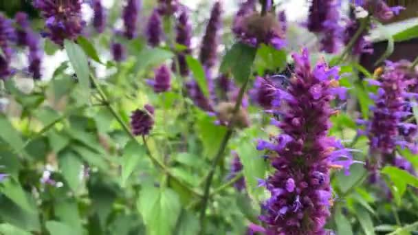 Une Abeille Pollinise Une Fleur Violette Tout Buvant Nectar Sur — Video