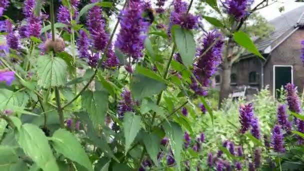 Μέλισσες Επικονιάζουν Ένα Μωβ Λουλούδι Πίνοντας Νέκταρ Στο Φόντο Του — Αρχείο Βίντεο