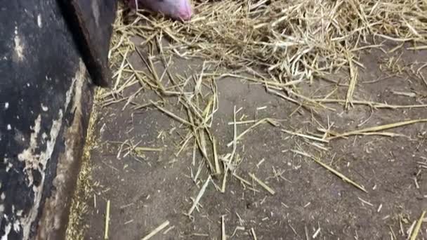 Piglets Sleep Fresh Hay Pig Healthy Farm Quality Safe Disease — Stock Video