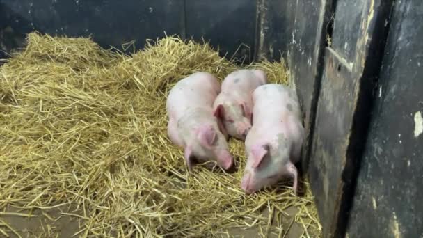 Ferme Porcine Porcelets Reposent Sur Paille Fraîche Intérieur Grange — Video