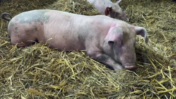 Granja Cerdos Los Lechones Yacen Sobre Paja Fresca Dentro Del — Vídeos de Stock