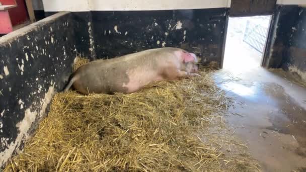 Granja Cerdos Los Lechones Yacen Sobre Paja Fresca Dentro Del — Vídeos de Stock