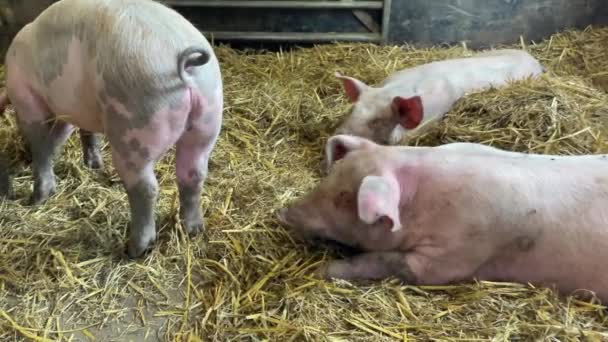 養豚場 ピグレットは納屋の中の新鮮な藁の上に横たわる — ストック動画