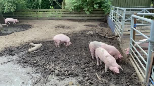 더러운 마을에 돼지들 진흙으로 뒤덮인 포도주 — 비디오
