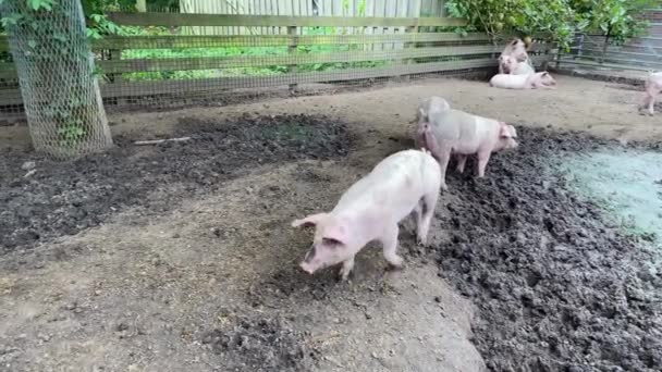Ferme Sale Cochons Sur Une Ferme Dans Village Porcs Couverts — Video